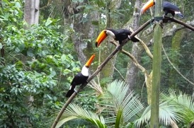 Toucans