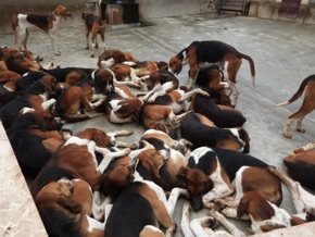 une partie de la meute qui compte 100 chiens !!