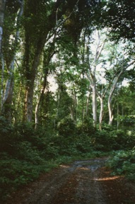 For&ecirc;t &eacute;quatoriale