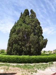 Cypr&egrave;s vieux de 4500 ans qui aurait &eacute;t&eacute; plant&eacute; par le Proph&egrave;te Zoroastre.