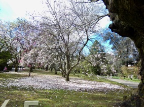 magnolias