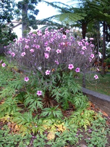 g&eacute;ranium de Mad&egrave;re