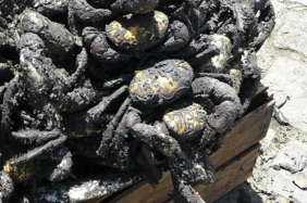 crabes de terre