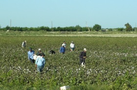 Travail dans un champ de coton