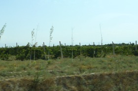 vignoble