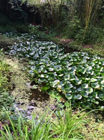 MONTAUROUX
Les bambous du Mandarin