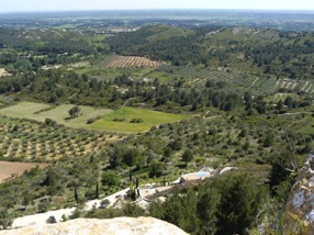superbe vue sur les champs d'oliviers