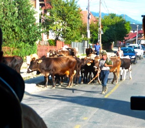 et des  boeufs