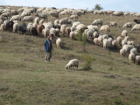 un berger et son troupeau