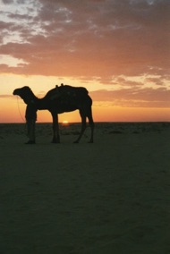 TUNISIE
dans le d&eacute;sert ...