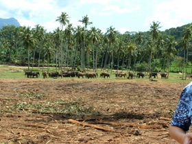 Arriv&eacute;e &agrave; l'orphelinat des &eacute;l&eacute;phants de PINNAWALA
