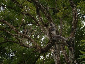 un singe nous guette