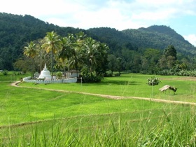rizi&egrave;res