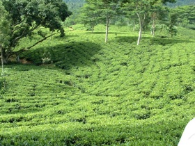 culture du th&eacute;. 
Ici la plantation de Rothschild