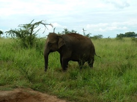 qui abrite plus de 500 &eacute;l&eacute;phants