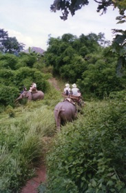 promenade &agrave; dos d'&eacute;l&eacute;phants 
dans la nature &hellip;