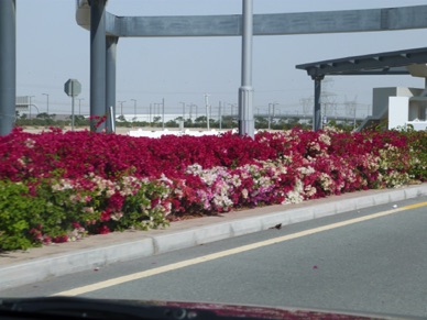 de beaux massifs de fleurs bordent la rue qui mène ...