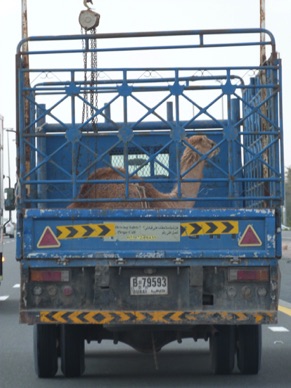 transport d'animaux