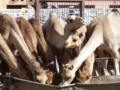 son marché aux chameaux