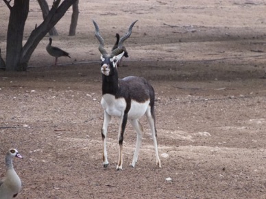 mini safari sur cette île qui héberge des espères rares : gazelle,