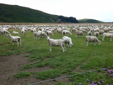 des troupeaux de moutons