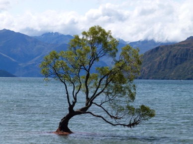 cet arbre pousse seul dans le lac de Wanaka