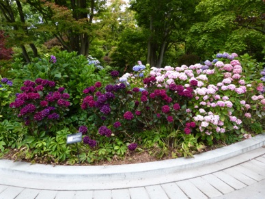 le coin des hortensias