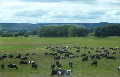en bord de route des immenses troupeaux de bétail .....