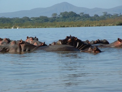 Hippopotames