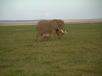 maman &eacute;l&eacute;phant et son petit