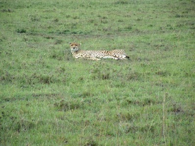 R&eacute;serve de MASAI MARA : gu&eacute;pard