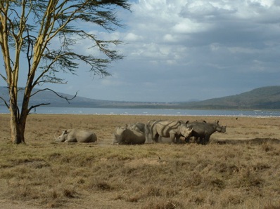 Lac Nakuru : rhinoc&eacute;ros blancs