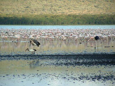 P&eacute;licans et flamants roses
