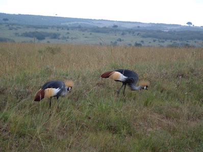 grues couronn&eacute;es