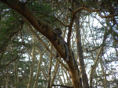 L&eacute;opard dans un arbre