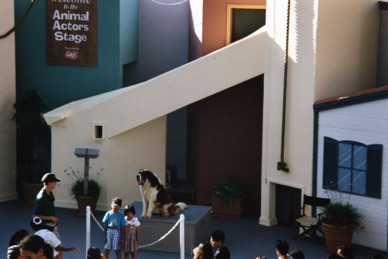 Pr&eacute;sentation du chien Beethoven