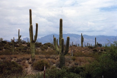 D&eacute;sert de cactus g&eacute;ants sur la route de TUCSON