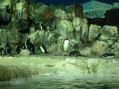 pour qu'ils puissent &eacute;voluer en toute saison