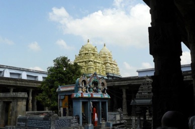 le manguier sacr&eacute; qui serait vieux de 2000 ans