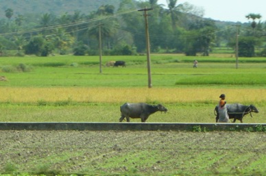 travail dans les rizi&egrave;res