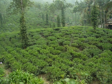 plantation de th&eacute;