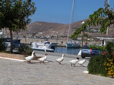 C'est l'heure de la promenade des oies !