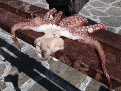 calamar s&eacute;chant au soleil