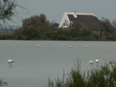 paysage de Camargue