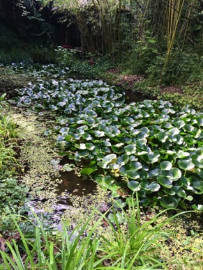 MONTAUROUX
Les bambous du Mandarin