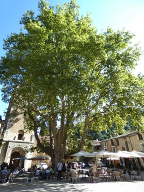 le "roi platane"
plant&eacute; le  20 janvier 1855 a une circonf&eacute;rence de 6,7 m