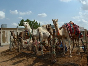 March&eacute; aux chameaux