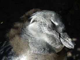 un petit clin d'oeil ?