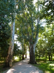 une belle all&eacute;e d'eucalyptus nous accueille &hellip;