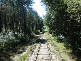 Me voil&agrave; dans la for&ecirc;t landaise